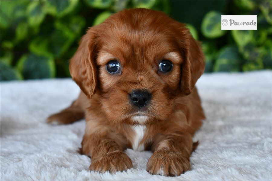 Tyler Cavalier King Charles Spaniel D Bad