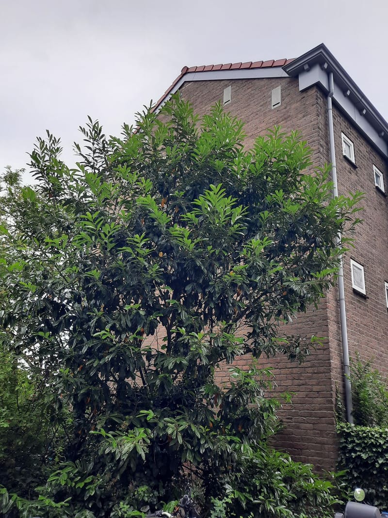 Eksterlaan