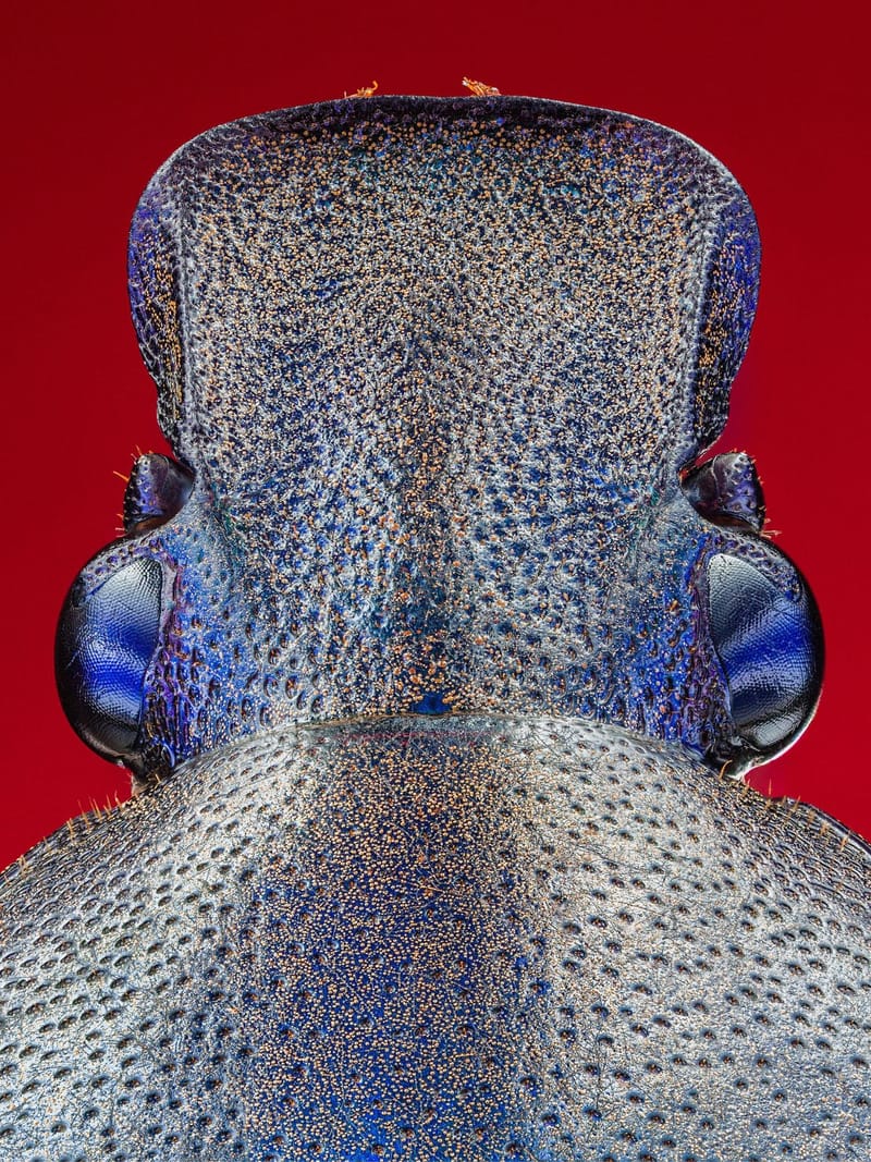 BUGFACES - Torynorrhina flammea