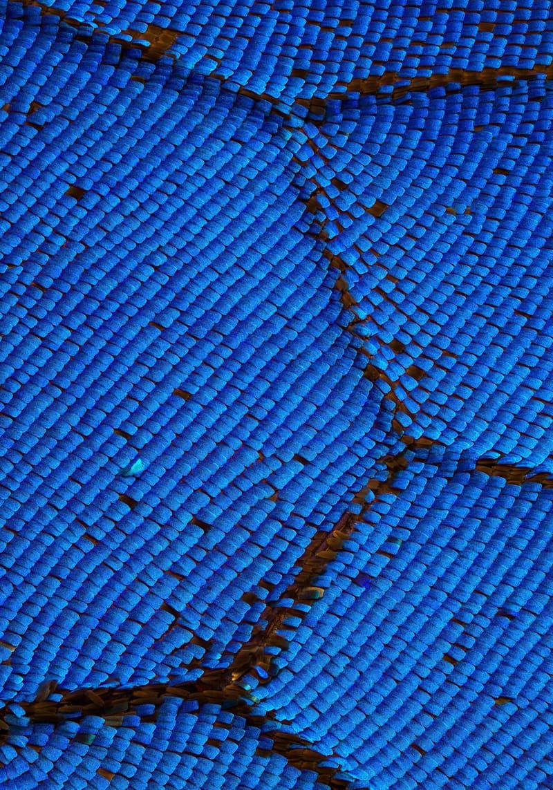 Land of the Little - Little Ten