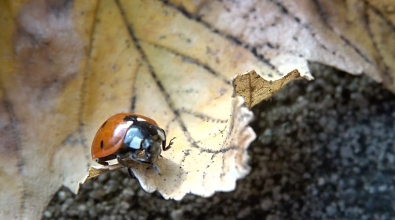 12 Screenshot film A glimmer of hope