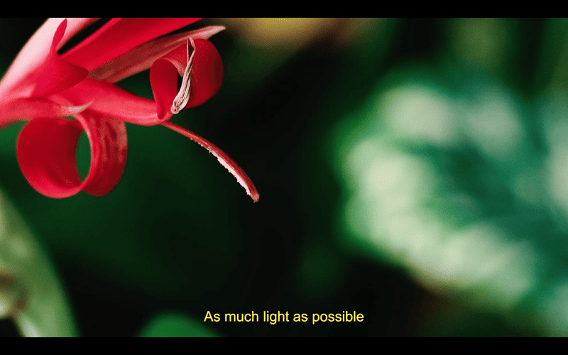 Hortus. 2024 Video 11’’ HD 16:9, color, sound.