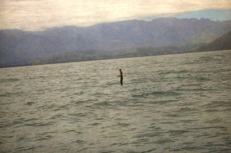 Albatros (Slauerhoff serie Zeedrift)