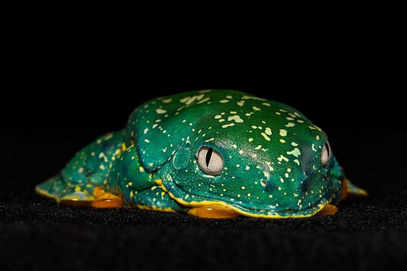 Balsa de los Sapos - Cruziohyla craspedopus