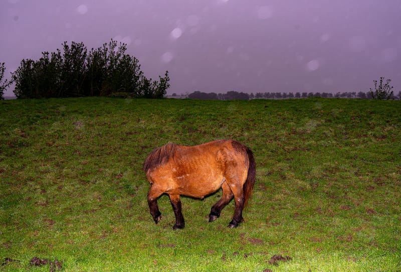 Lichtmeisje en het paard #2