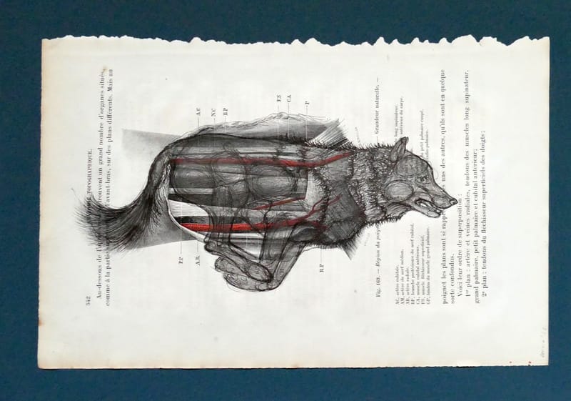 Subcutaneous XI