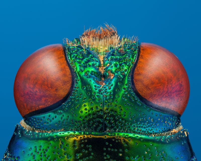 BUGFACES - Chrysochroa Rajah