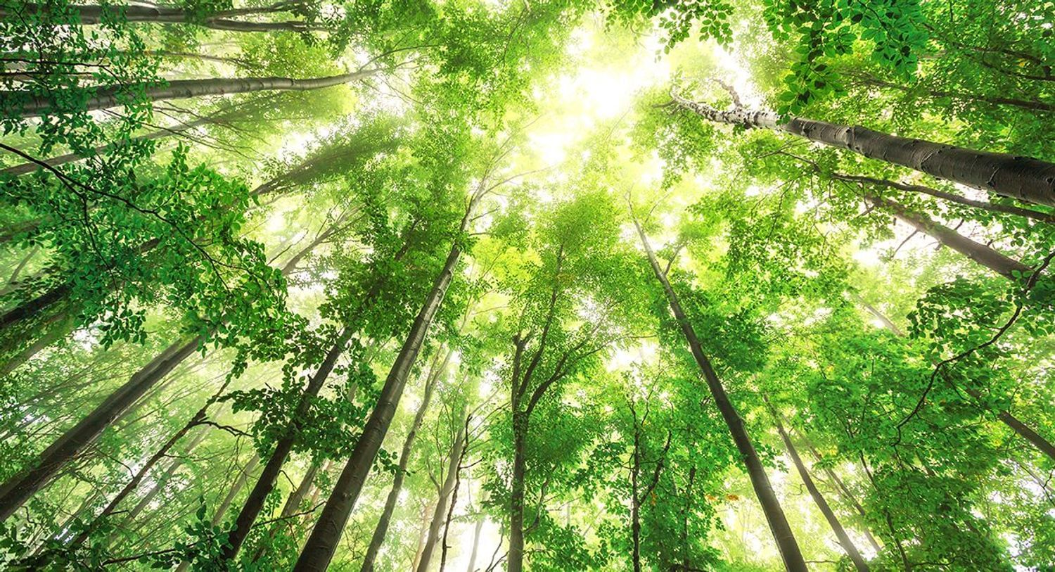 Canopy of green Northern Hemisphere trees taken from the ground