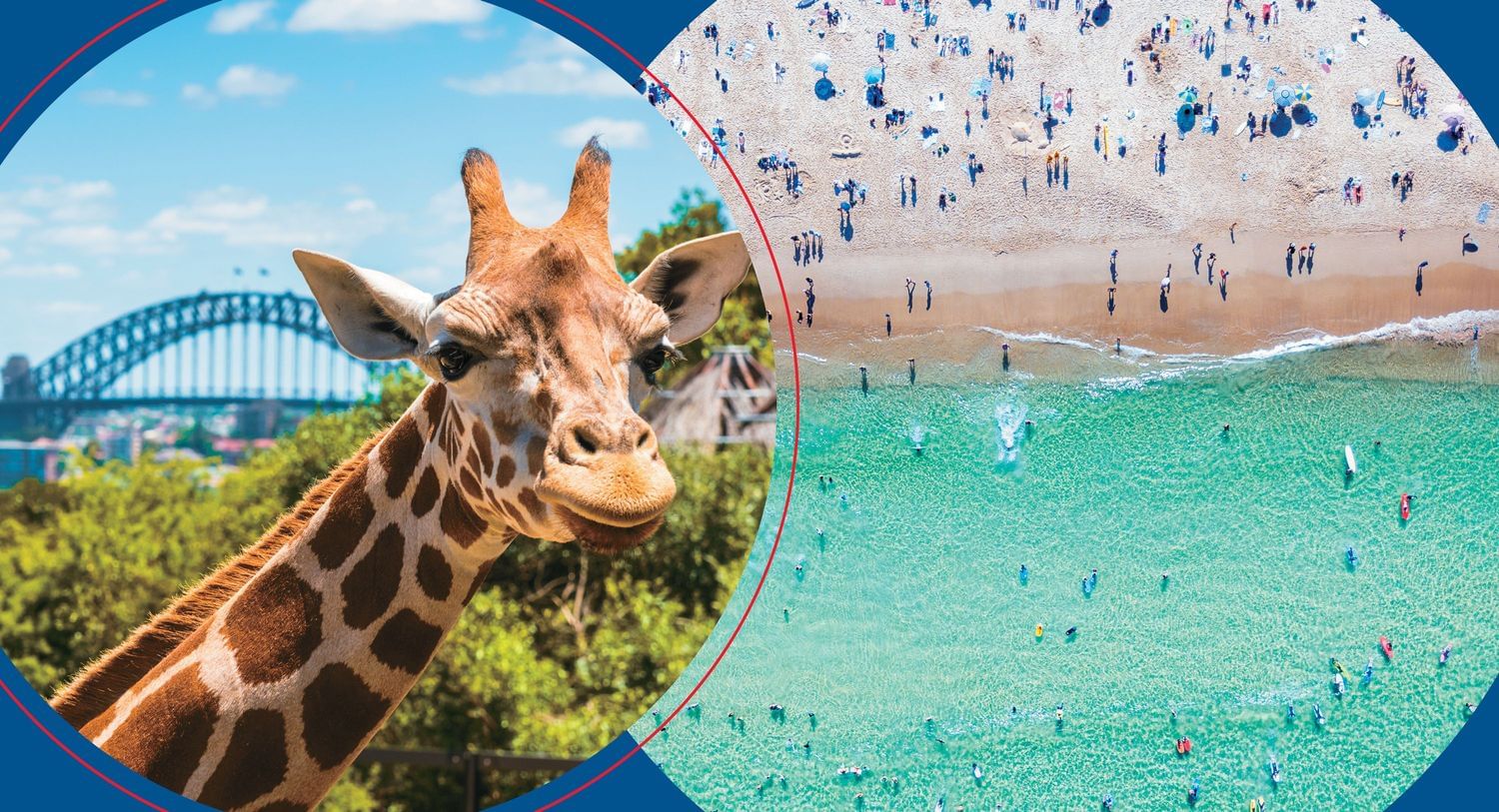 Split shot showing a giraffe at Taronga Zoo with Sydney Harbour bridge in background and a drone shot of Bondi Beach with swimmers