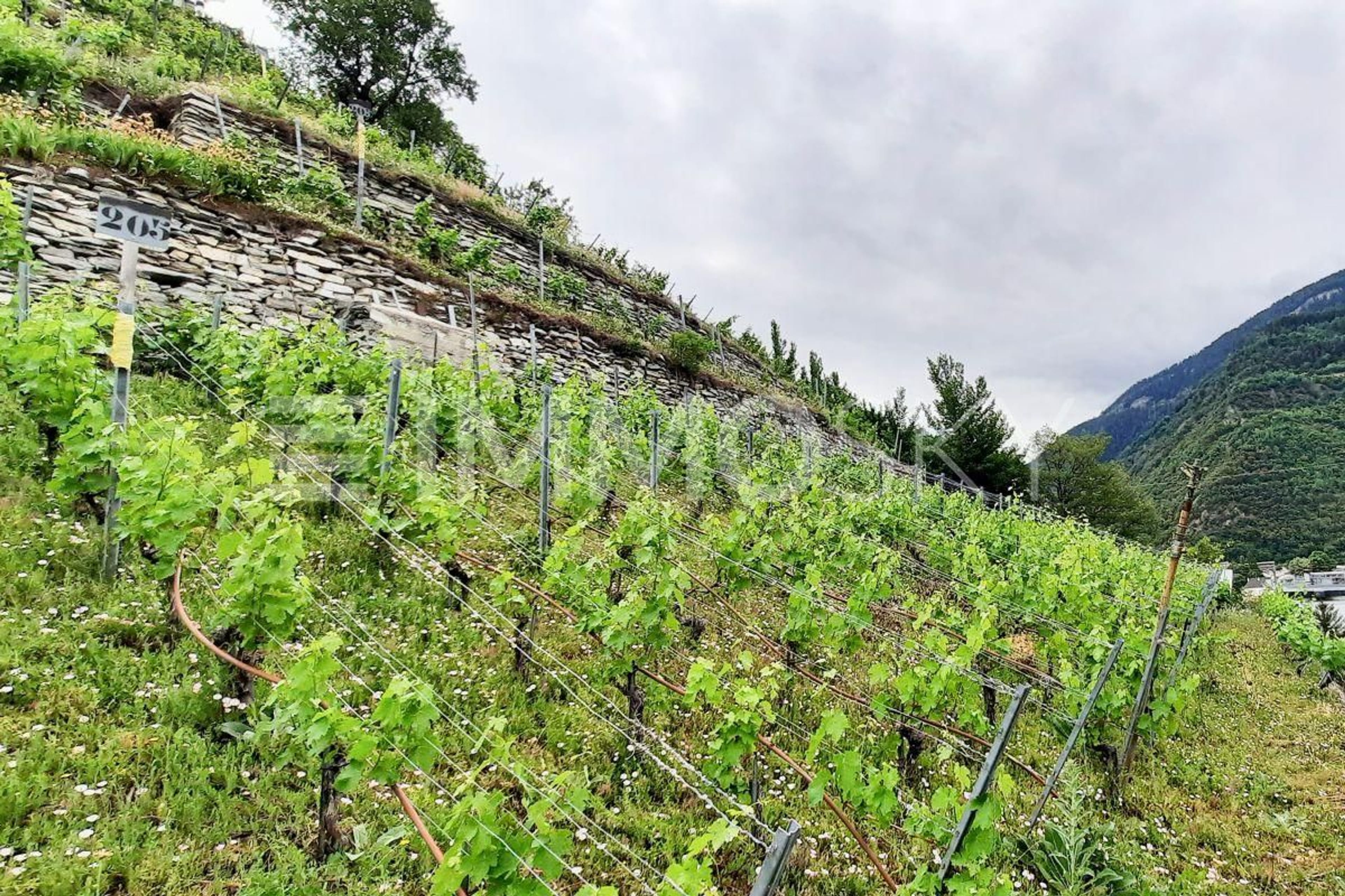 Exclusivité ImmoSky : Terrain à constuire avec vue unique - Bild 3