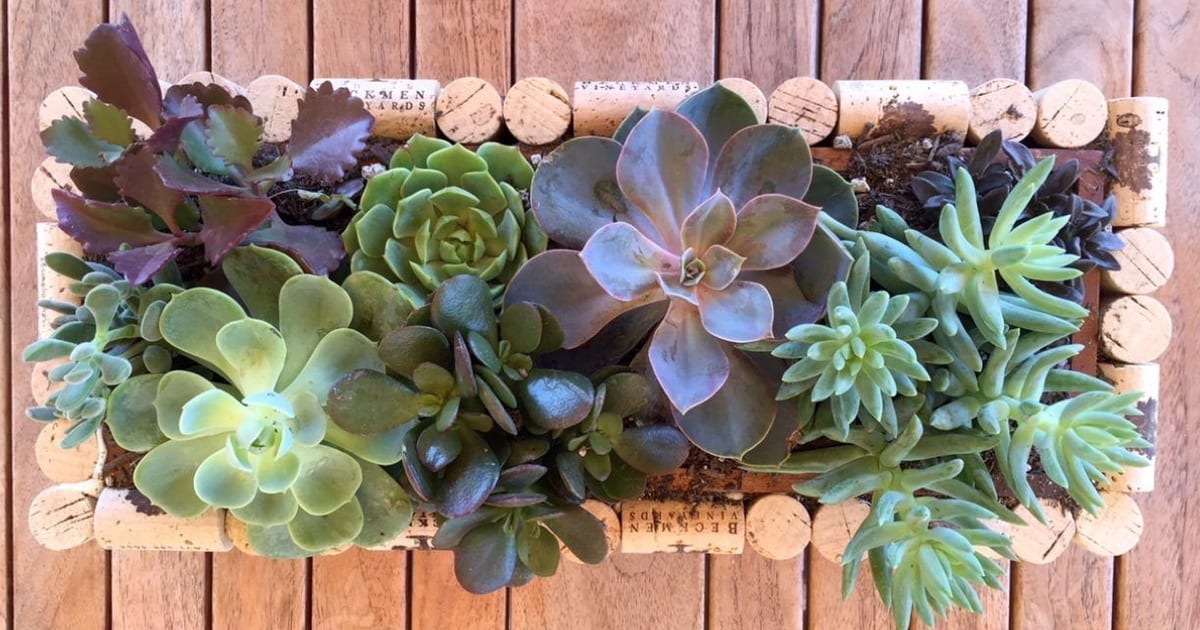 Beckmen Vineyards | DIY Easy & Impressive Cork Planter Box