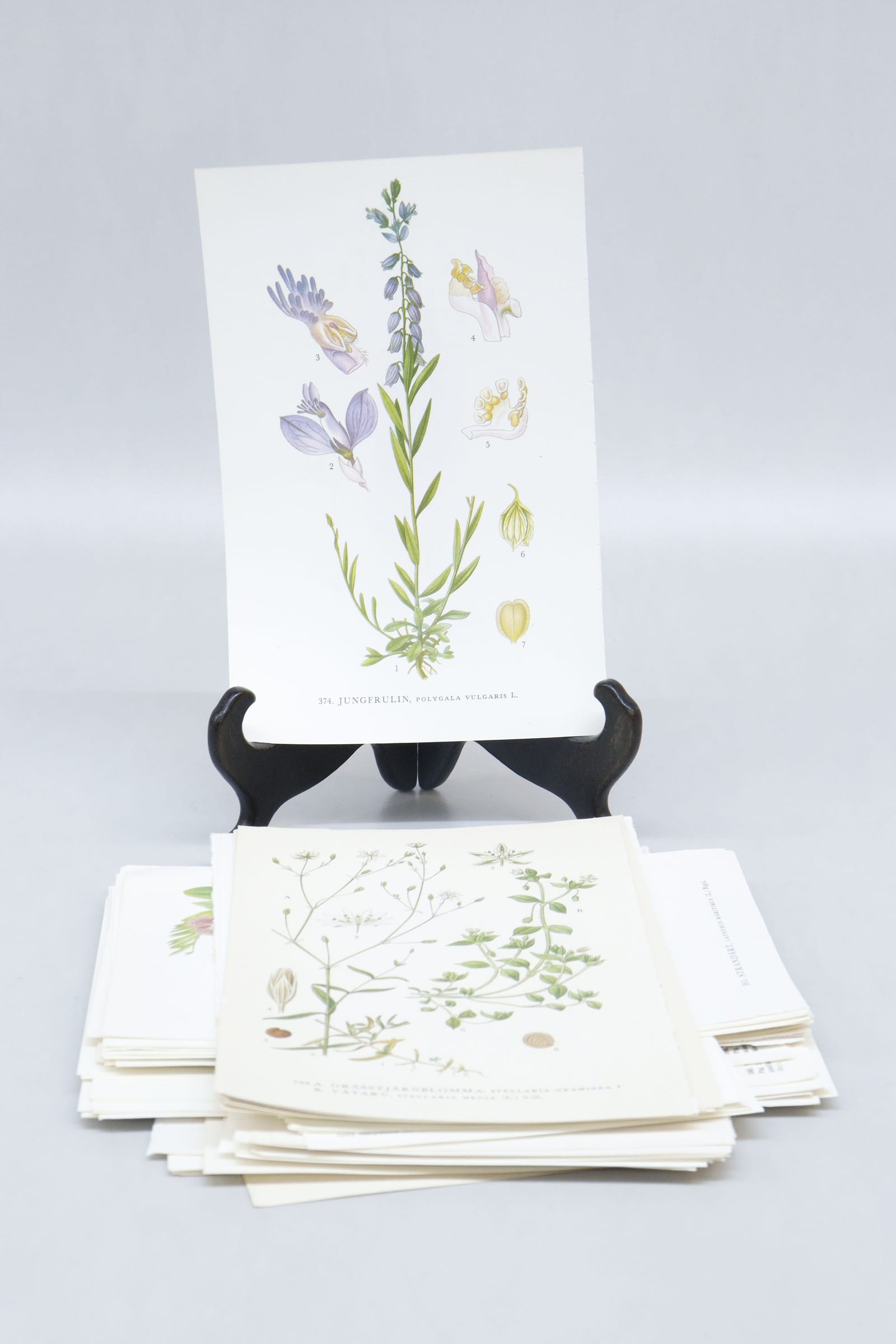 Bilder ur Nordens Flora, 71st
