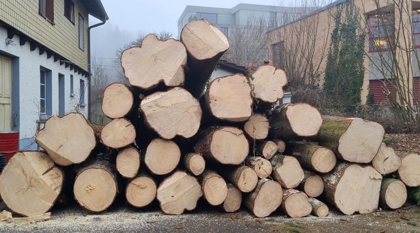 4026 D5 250122 Rodung4 bearbeitet