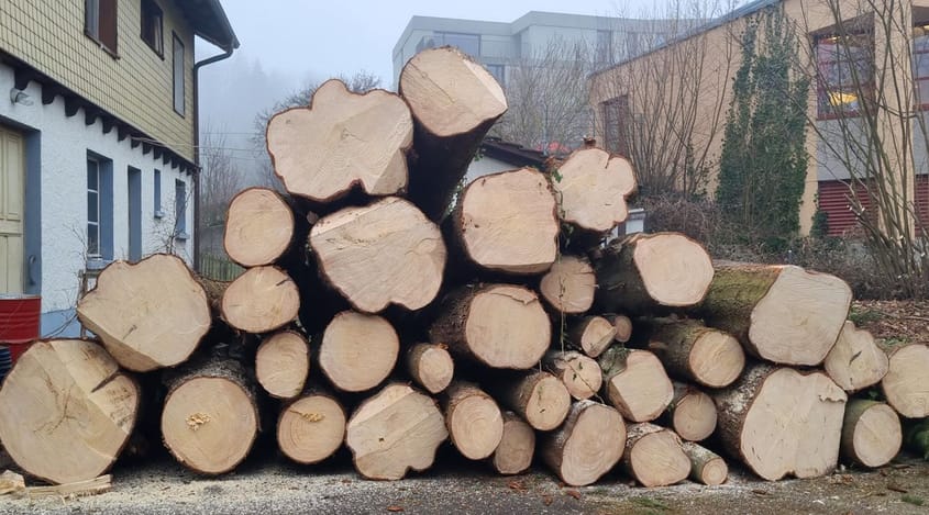 4026 D5 250122 Rodung4 bearbeitet