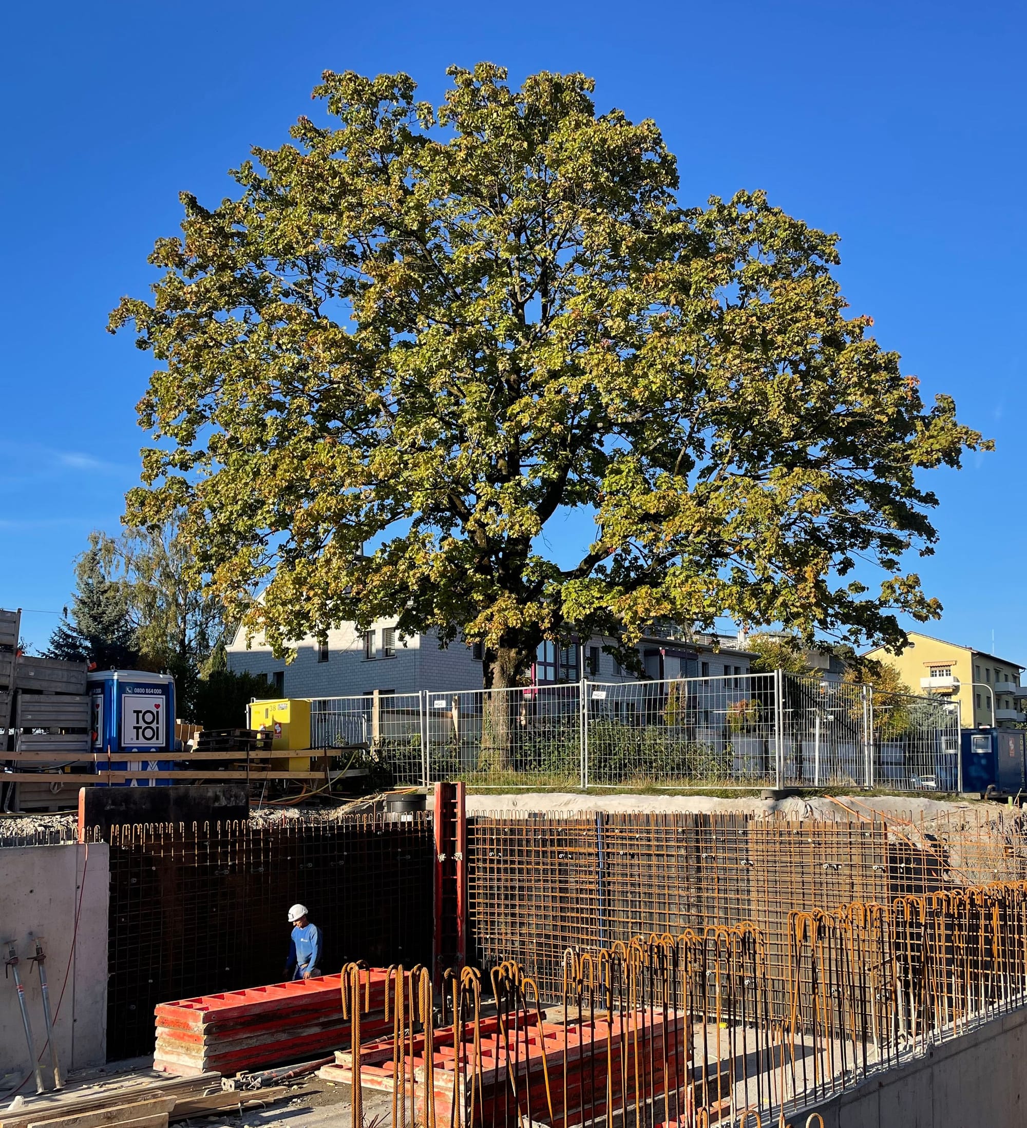 4037 231017 IMG 0151 Baum