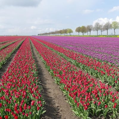 Tulip 6228908 1280