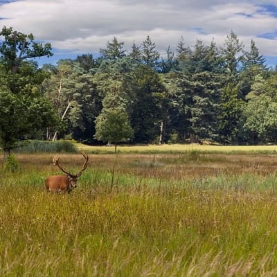 Red deer veluwe 7360227 1280