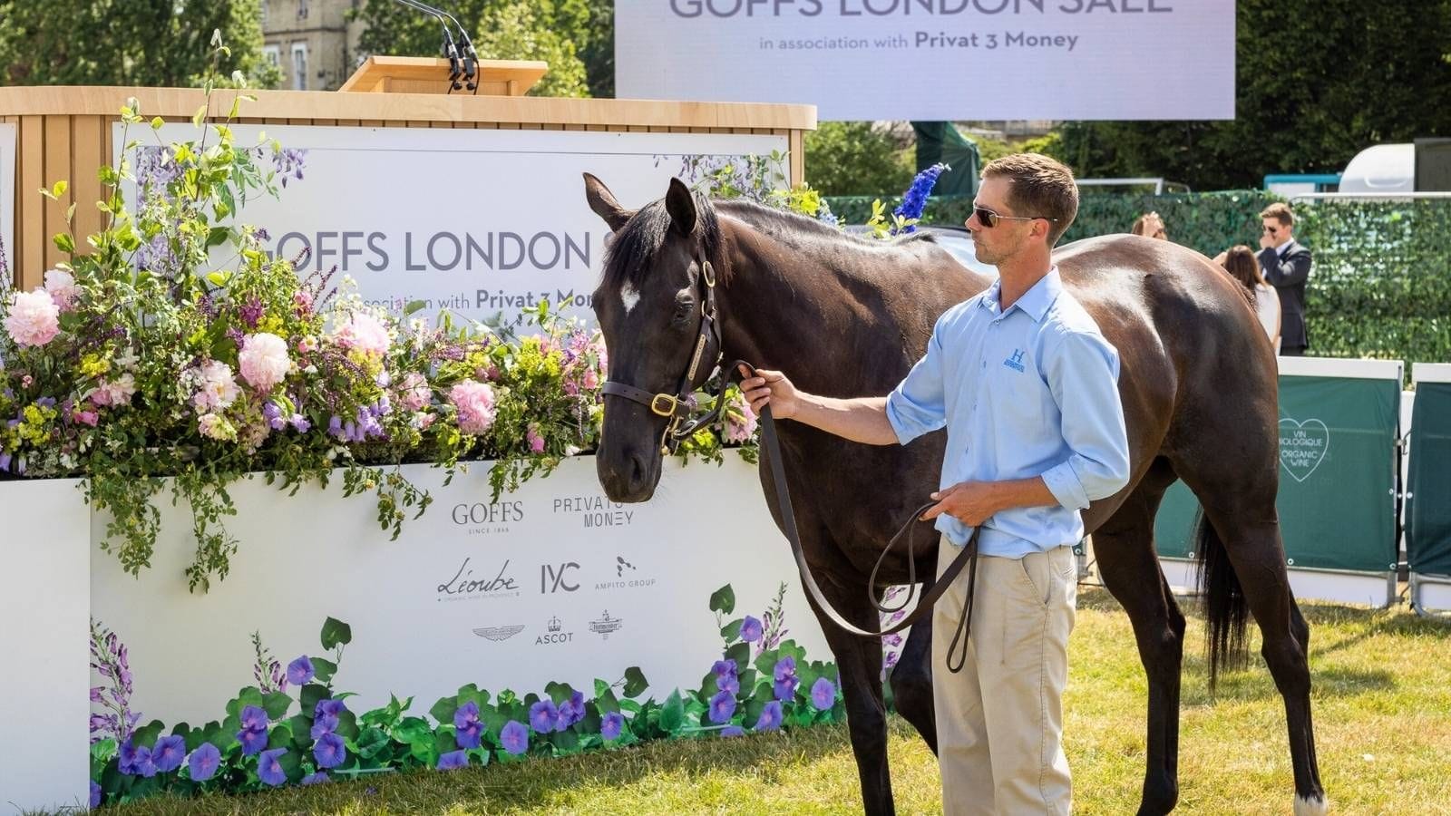 man walkinh and holding a horse from the brible at goffs london 2025