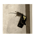 Instant Kill Traps for Mouse Rat Chipmunk, Quick Set Up and Reusable 5