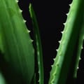 Aloe Vera Gel 1