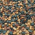 Blue Mountain Coffee Beans 1