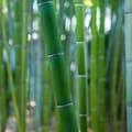 Handmade Bamboo Sunglasses 4
