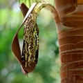 Handmade Jamaican Bamboo Jewelry 3
