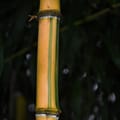 Handmade Jamaican Bamboo Jewelry 4