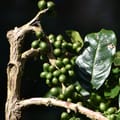 Jamaican Blue Mountain Coffee 4