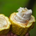 Jamaican Coconut Moisturizing Cream 1