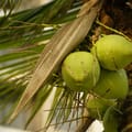 Jamaican Coconut Moisturizing Cream 4