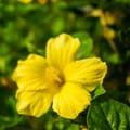 Jamaican Herbal Remedies - Immune Booster 4