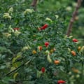 Jamaican Scotch Bonnet Pepper Sauce 3