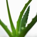 Organic Aloe Vera Gel 1