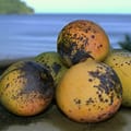 Tropical Mango Body Scrub 1