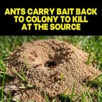 Raid Ant Killer Baits for Household Use 4pk 3