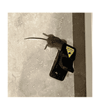Instant Kill Traps for Mouse Rat Chipmunk, Quick Set Up and Reusable 5