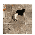 Instant Kill Traps for Mouse Rat Chipmunk, Quick Set Up and Reusable 6