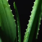 Aloe Vera Gel 1