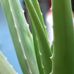 Aloe Vera Gel 3