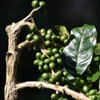 Authentic Jamaican Blue Mountain Coffee 4