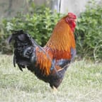 Authentic Jamaican Jerk Chicken 1