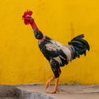Authentic Jamaican Jerk Chicken 4