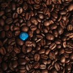 Blue Mountain Coffee Beans 4