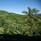 Blue Mountain Gourmet Coffee 4