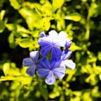 Caribbean Blue Floral Sundress 4
