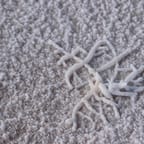Deep Clean Carpet Shampoo 4