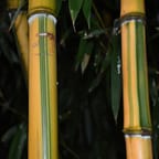 Handcrafted Bamboo Sunglasses 4