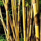 Handmade Bamboo Sunglasses 1