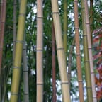 Handmade Bamboo Sunglasses 3